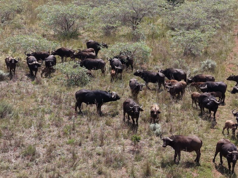An aerial view of a large herd of African buffalo grazing in a natural grassland pasture on the farm.