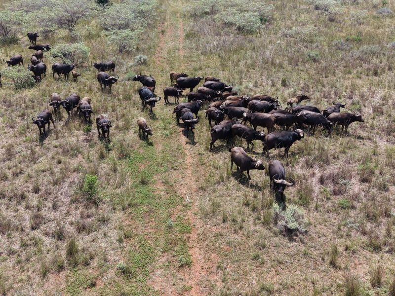 An aerial view of a large herd of buffalo grazing on open farm land.