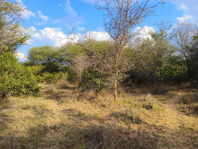 A view of the vacant residential land featuring natural vegetation and mature trees on the plot.
