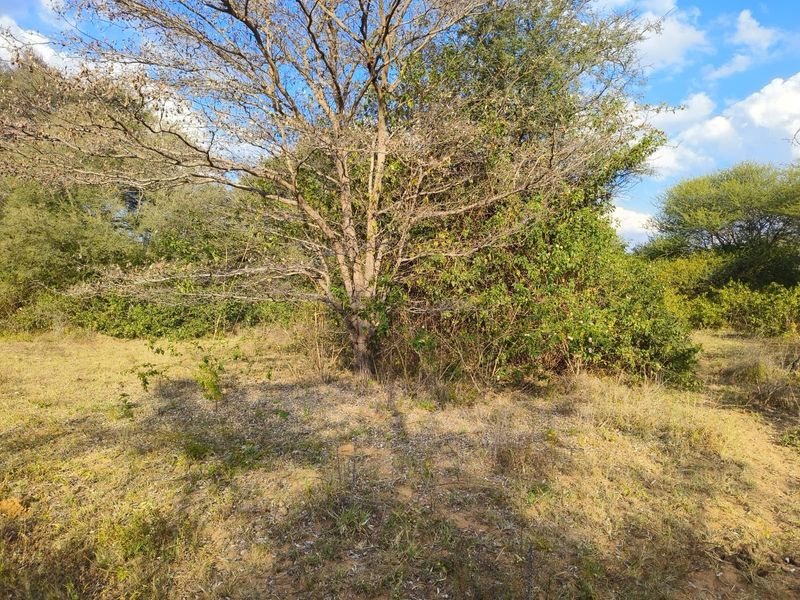A view of the vacant residential land featuring mature trees and natural shrubbery.