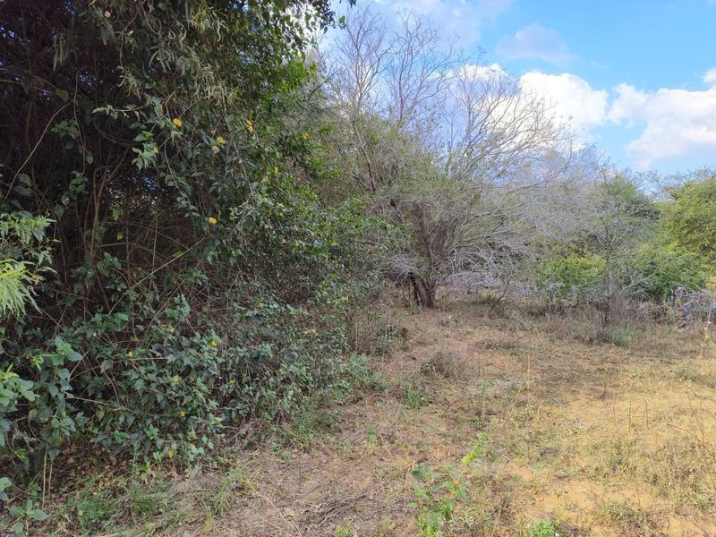 A view of the vacant residential land featuring dense native vegetation and mature trees across the plot.