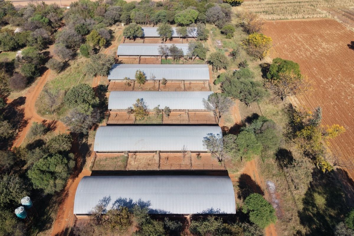 Aerial view of a farm property featuring multiple large livestock enclosures with corrugated metal roofing and surrounding agricultural land.