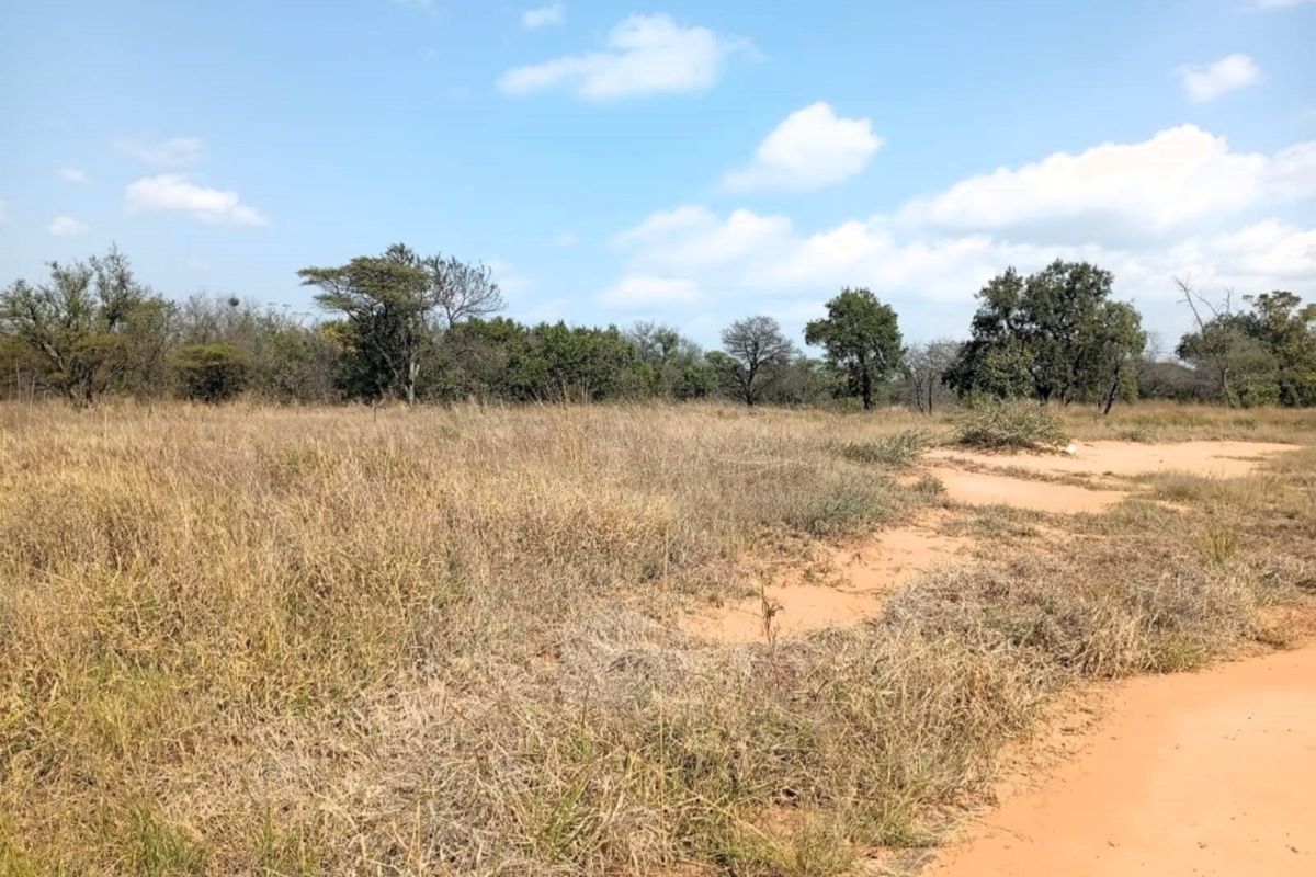A view of a vacant residential plot featuring natural dry grass and native trees on sandy terrain.