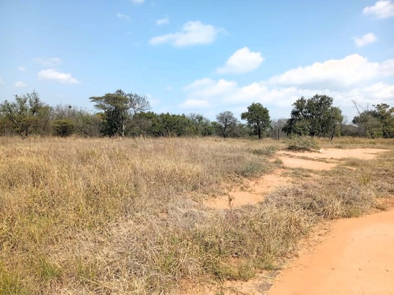 A view of a vacant residential plot featuring natural dry grass and native trees on sandy terrain.