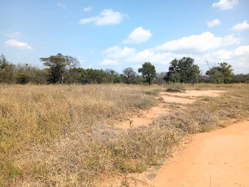 A view of a vacant residential plot featuring natural dry grass and native trees on sandy terrain.