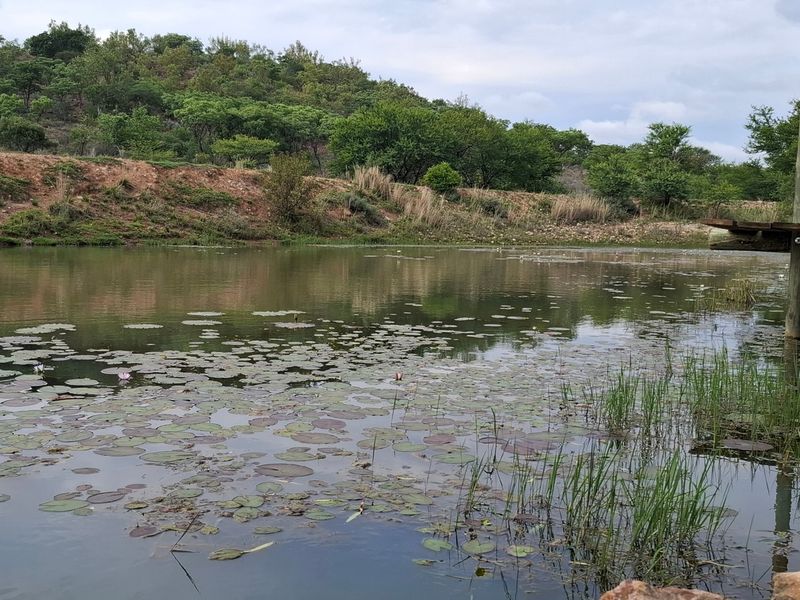 A scenic view of a natural farm pond featuring a wooden jetty and lush surrounding vegetation.