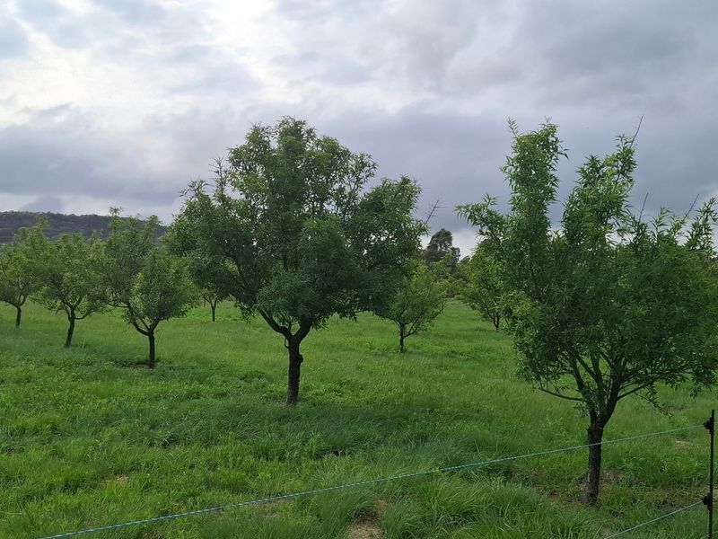 A view of a well-maintained orchard with rows of fruit trees set within a grassy field, enclosed by wire fencing.