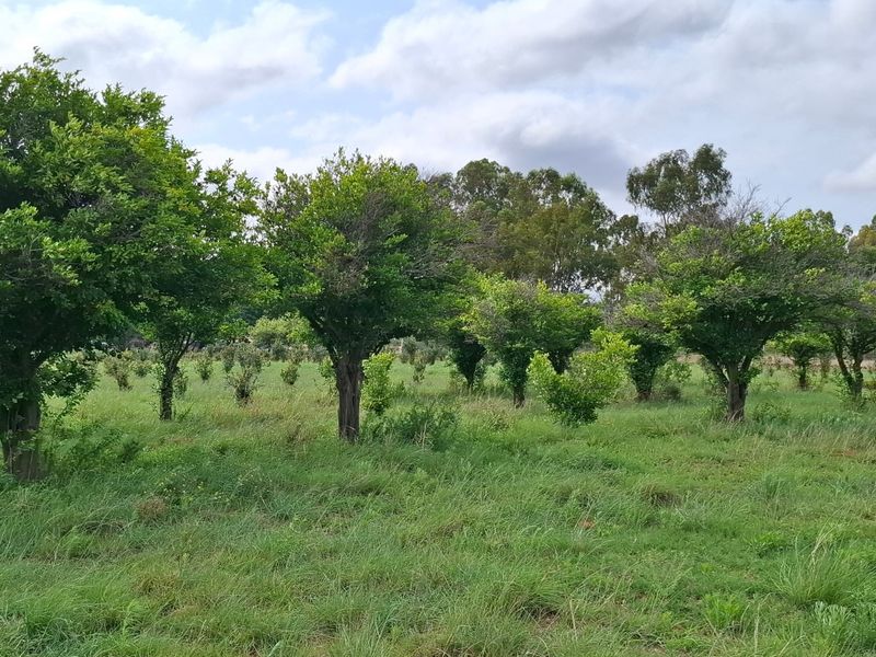 A view of an established orchard with mature fruit trees set within a grassy farm landscape.