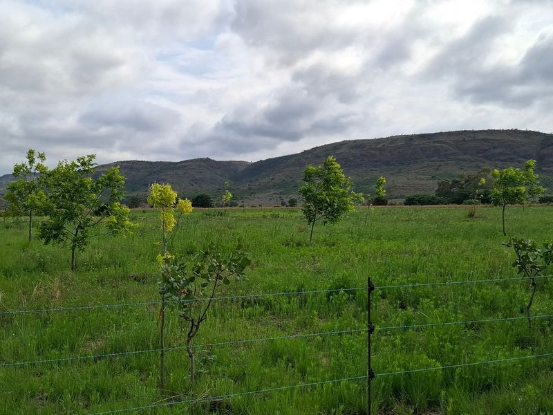 A scenic view of open farm pasture land with young trees and distant mountain ranges under a cloudy sky.