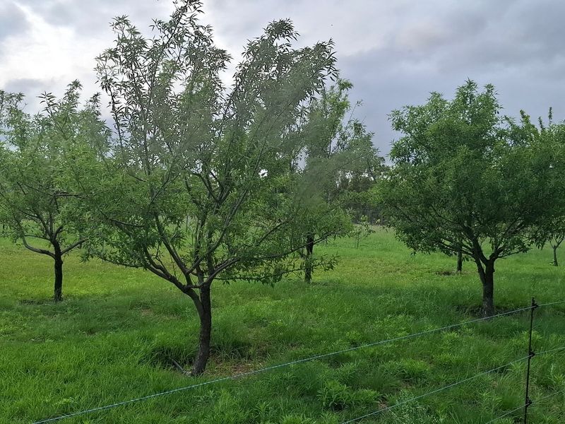 A view of a grassy orchard area on the farm featuring established fruit trees and perimeter wire fencing.