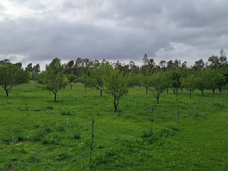 A view of a spacious farm garden featuring established orchard trees and perimeter wire fencing under a cloudy sky.