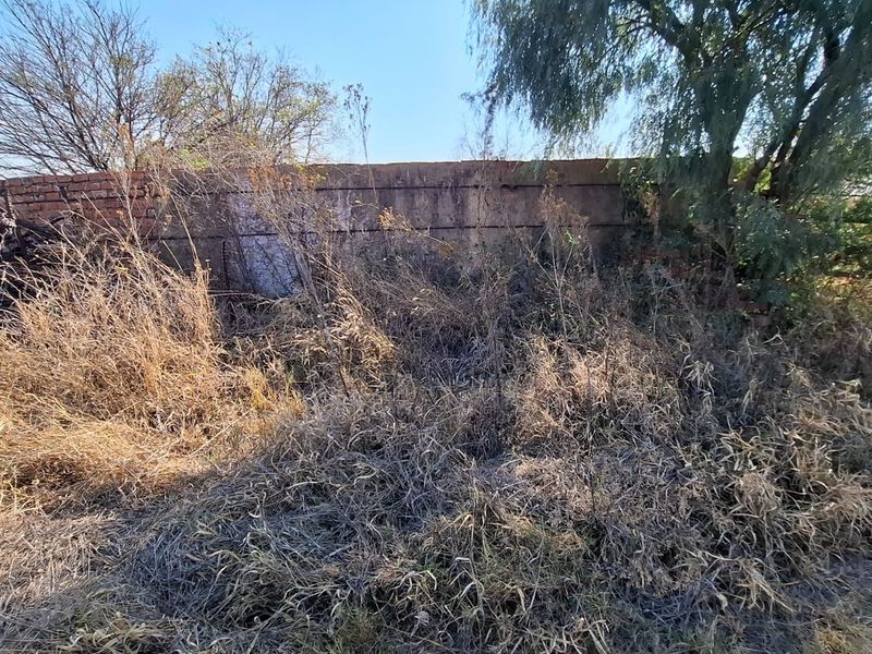An overgrown garden area featuring a weathered brick boundary wall and dense, unmaintained vegetation.