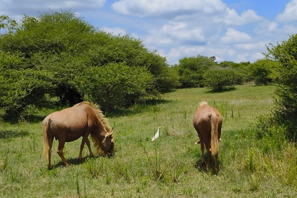 A view of the vacant residential land featuring natural grassland and native vegetation.