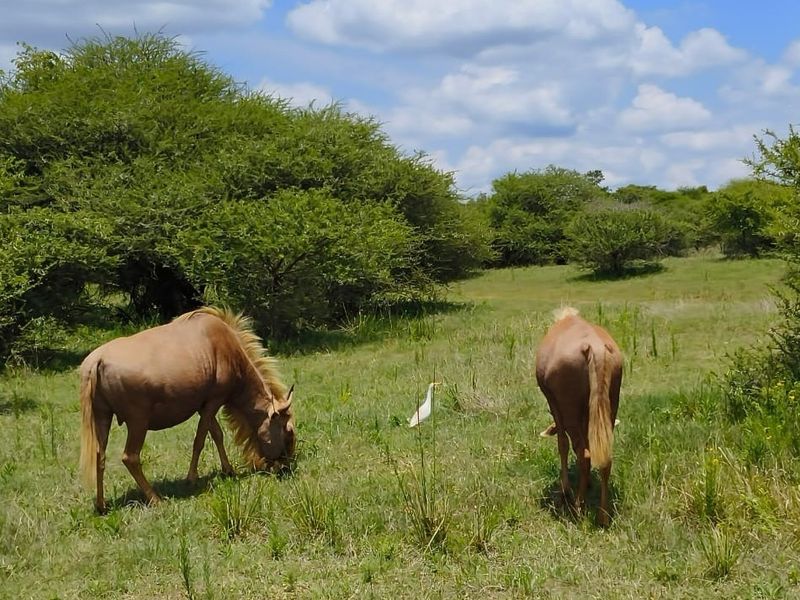 A view of the vacant residential land featuring natural grassland and native vegetation.