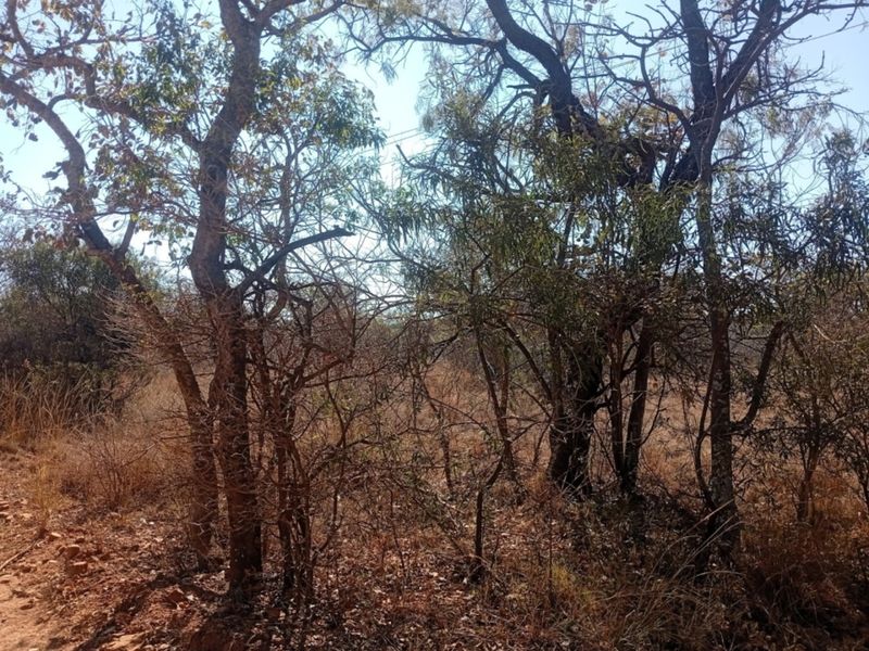 A view of the natural, undeveloped landscape featuring established indigenous trees and dry vegetation on the residential vacant land.