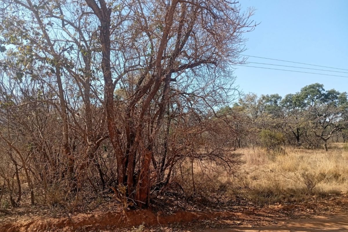 A view of a vacant residential plot featuring native trees and natural vegetation with direct access to a dirt road.