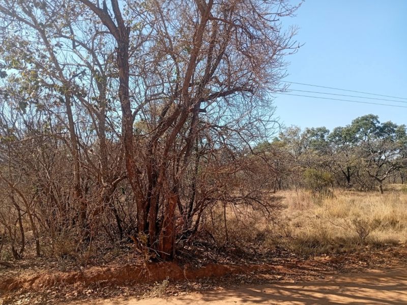 A view of a vacant residential plot featuring native trees and natural vegetation with direct access to a dirt road.
