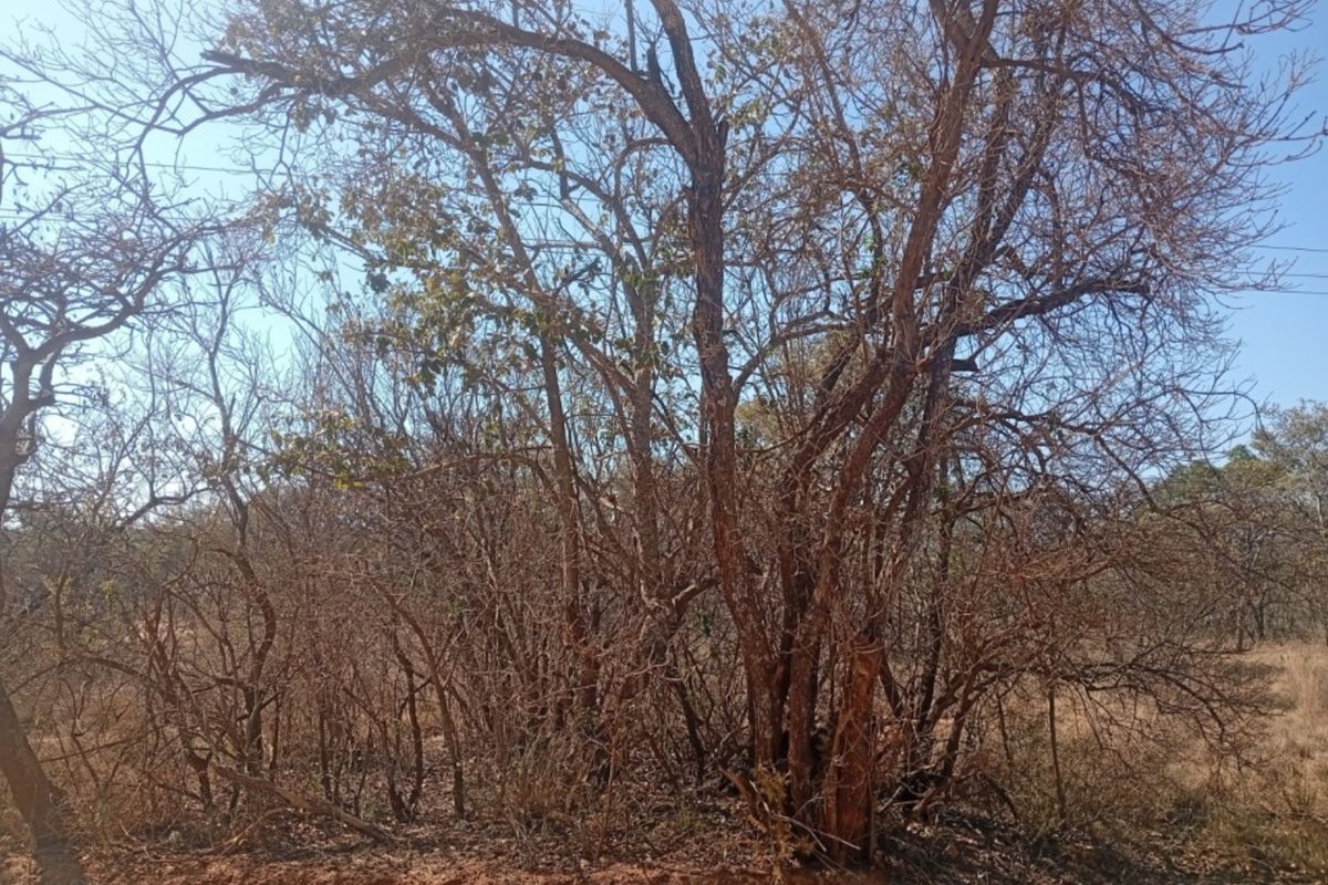 A view of the natural landscape and mature trees on the vacant residential property.