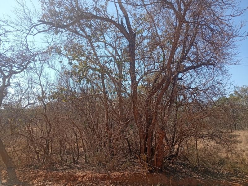 A view of the natural landscape and mature trees on the vacant residential property.