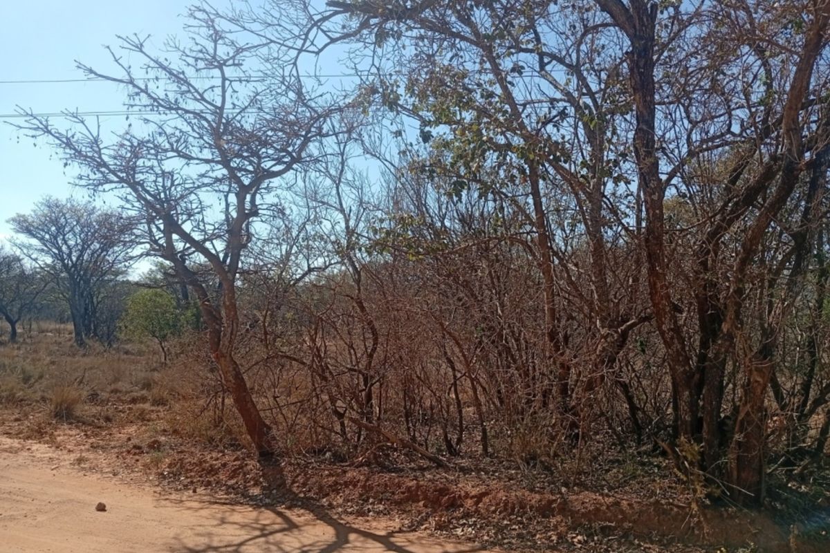 A view of the unpaved road frontage showing native trees and vegetation on the vacant residential land.