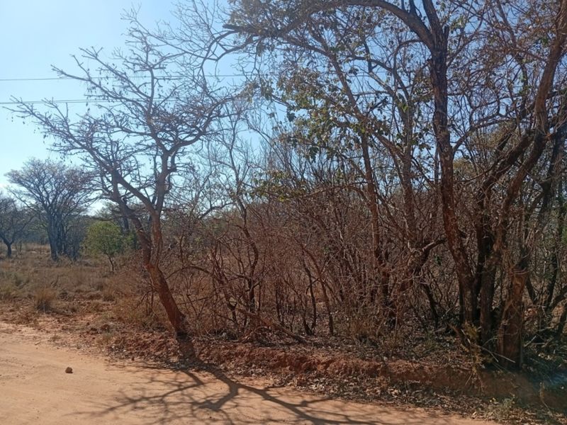 A view of the unpaved road frontage showing native trees and vegetation on the vacant residential land.