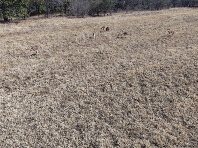 An aerial view of the expansive open grazing land on the farm, featuring natural dry grass and surrounding trees.