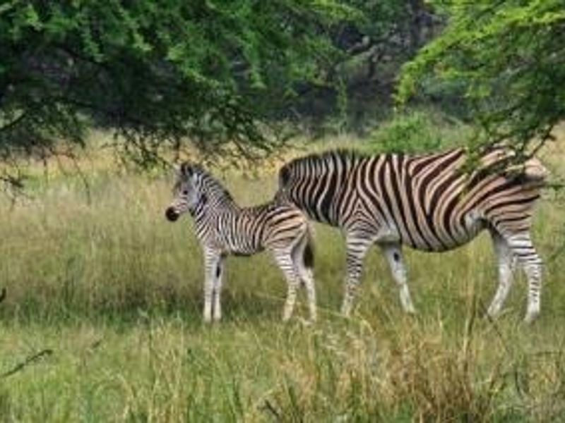 A photograph of zebras in a natural outdoor setting, which does not depict any real estate property features or infrastructure.