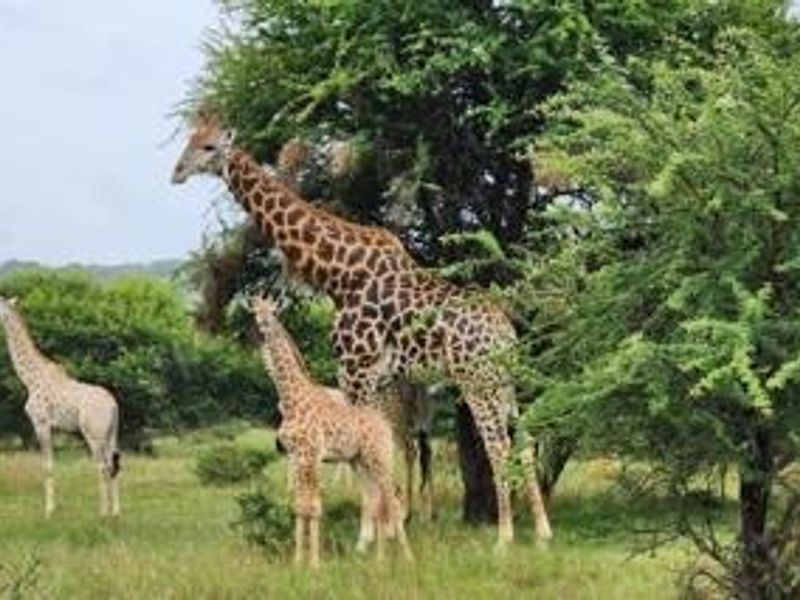 A view of giraffes in a natural landscape setting on the property.