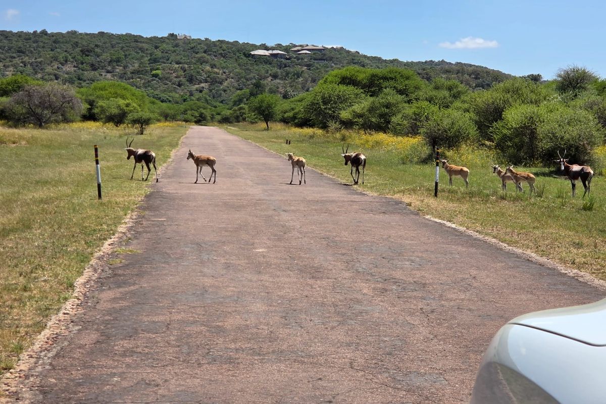 A view of an asphalt access road winding through a natural landscape with wildlife present.