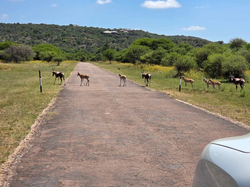 A view of an asphalt access road winding through a natural landscape with wildlife present.