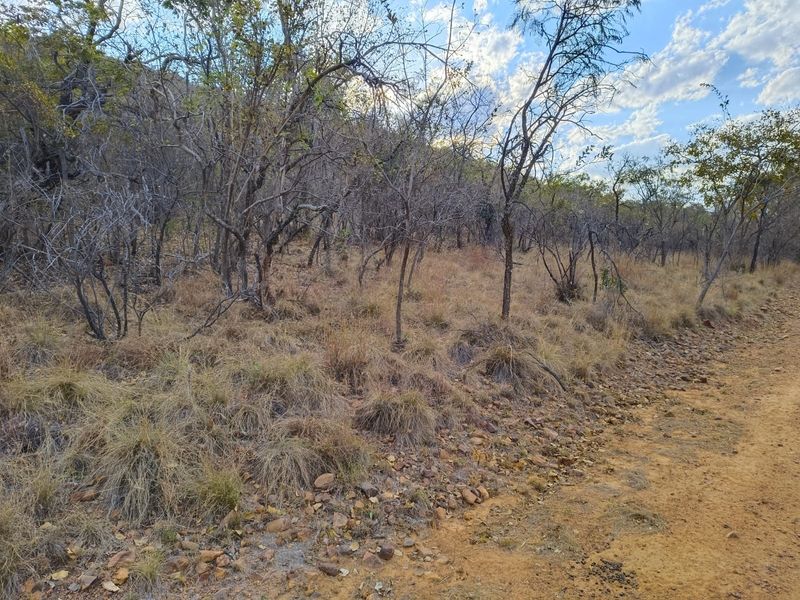 A view of the natural landscape and vegetation on the vacant residential property.