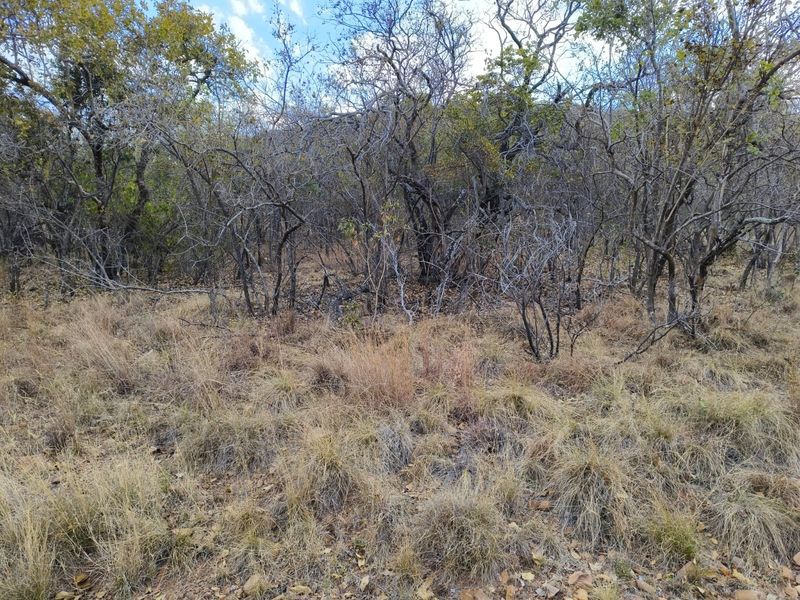 A view of the natural, undeveloped landscape featuring native trees and dry grass on the residential property.
