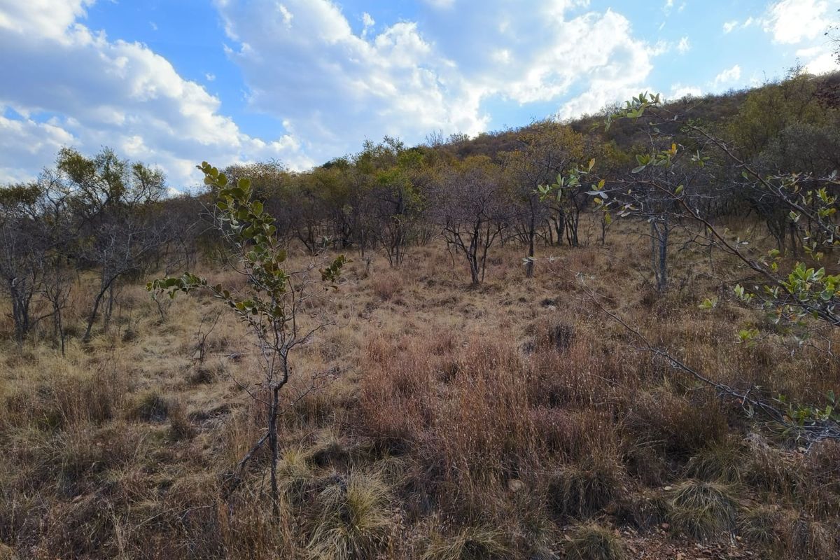 A view of the natural, undeveloped sloped terrain featuring native trees and dry grass on this vacant residential land.