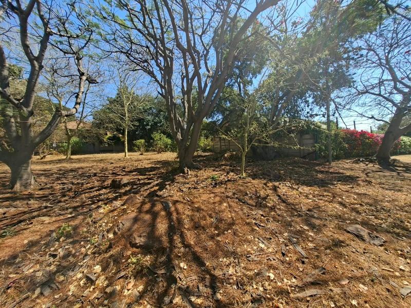 A vacant residential plot featuring mature trees and established boundary walls, offering a natural setting for future development.