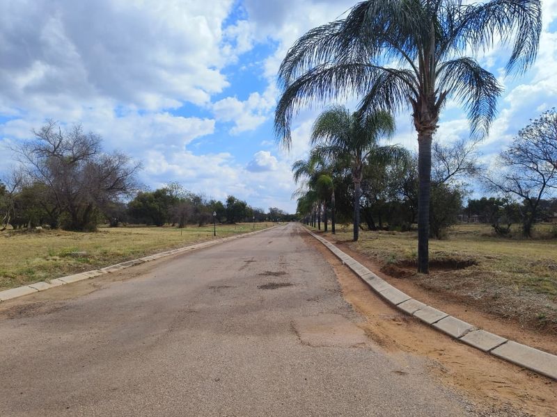 A view of a paved residential street lined with mature palm trees, showing the surrounding vacant land and infrastructure.