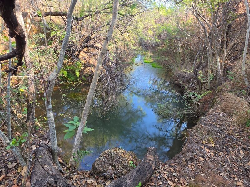 A natural stream flowing through a wooded area on the small holding, featuring mature trees and indigenous vegetation.