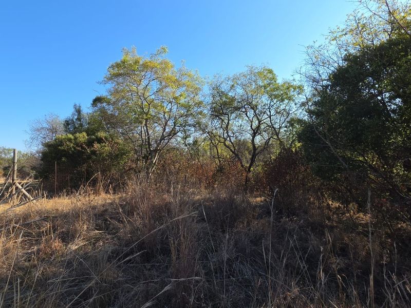 A view of the natural garden area featuring established trees and dry vegetation on the small holding property.