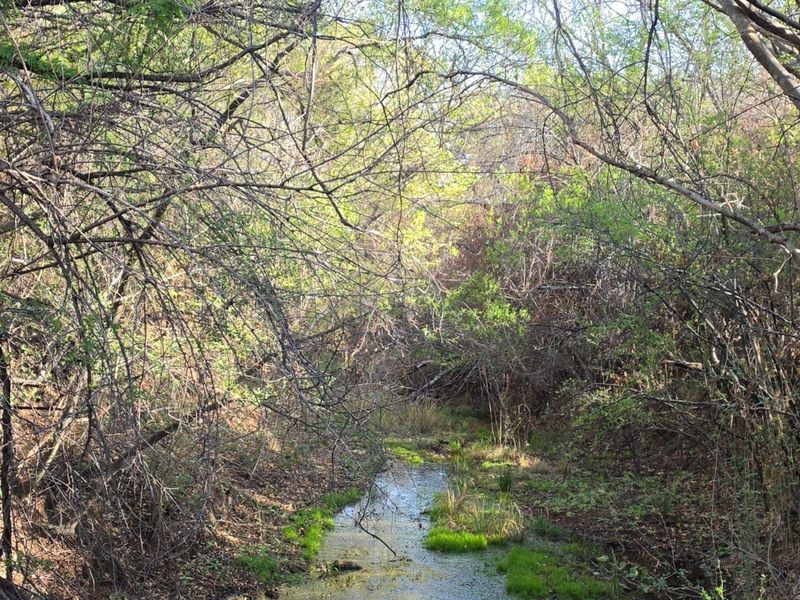 A natural view of a small stream flowing through dense indigenous vegetation on the property.