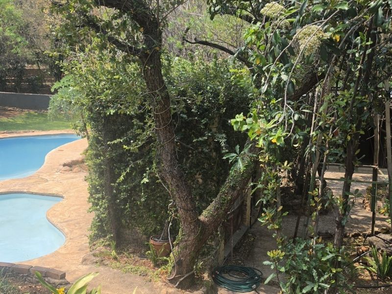 A naturalistic swimming pool area set within a lush, tree-filled garden, featuring stone paving and tiered landscaping.