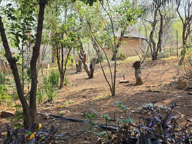 A natural, wooded garden area featuring established trees, native vegetation, and visible irrigation infrastructure on the farm property.