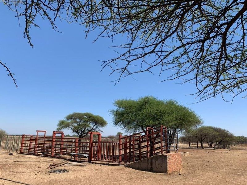 Outdoor livestock handling facility featuring metal cattle pens and a loading ramp situated on the farm property.