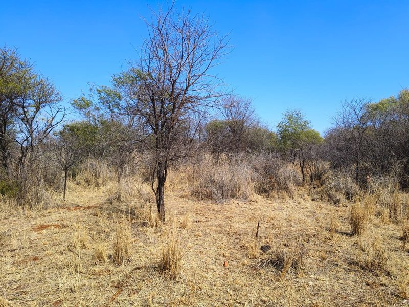 A view of the vacant residential land featuring natural dry grassland and native trees under a clear blue sky.