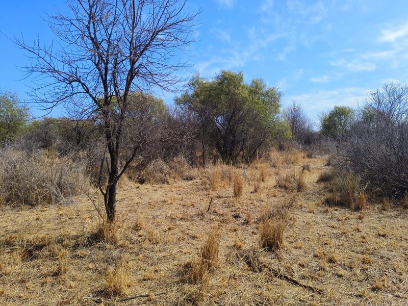A view of the vacant residential land featuring natural dry grassland and native trees under a clear blue sky.