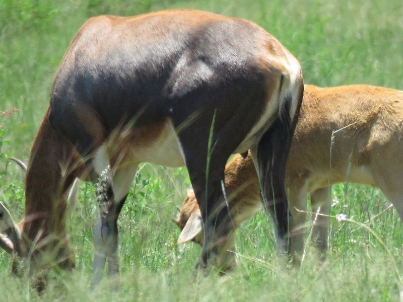 A photograph of wildlife grazing in a grassy field, which does not provide information regarding the residential property or land.