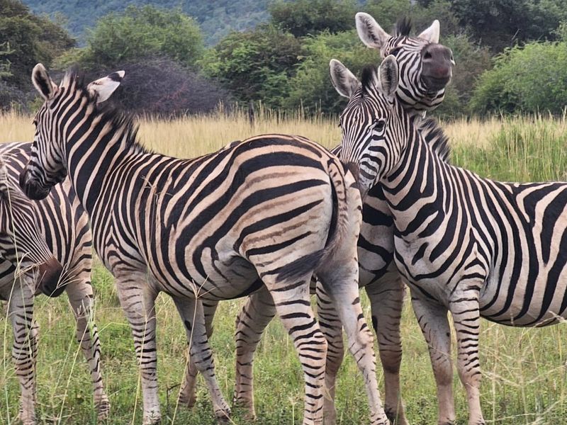 A view of zebras in a natural grassy field, representing the undeveloped landscape of the vacant residential property.