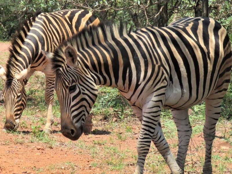 A photograph of two zebras in a natural outdoor setting, not depicting any residential property infrastructure.