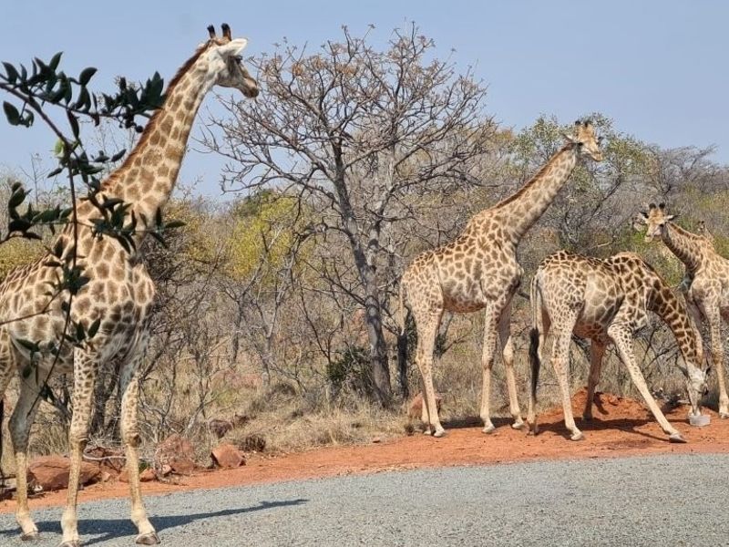 A view of giraffes on a residential vacant land property.