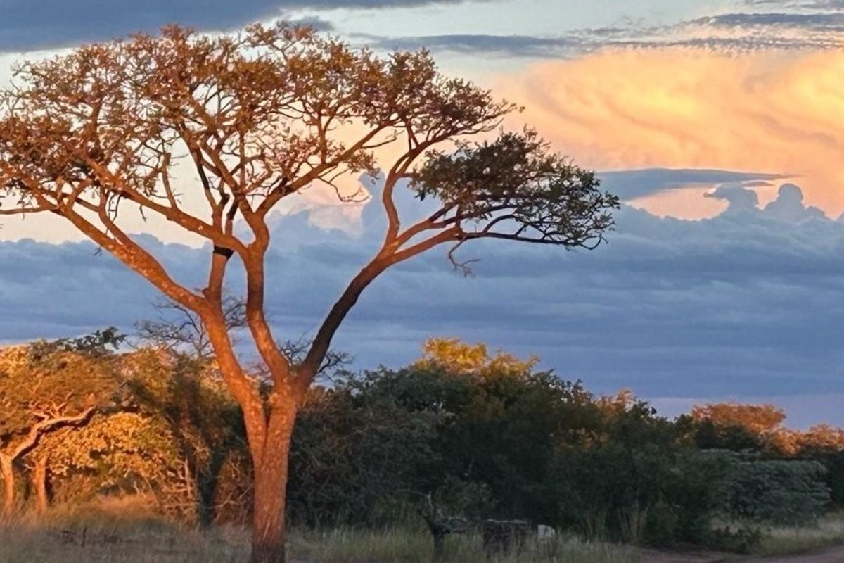 A scenic view of the natural landscape featuring indigenous trees and a dramatic sunset sky over the vacant residential land.