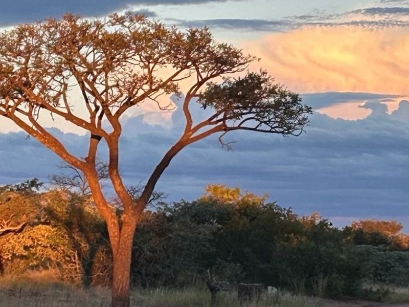 A scenic view of the natural landscape featuring indigenous trees and a dramatic sunset sky over the vacant residential land.