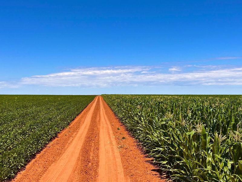 A scenic view of a dirt farm road stretching through lush green agricultural fields under a clear blue sky.